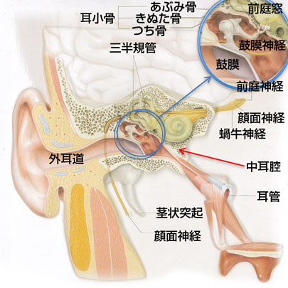中耳腔